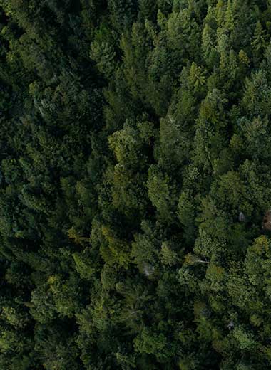trees